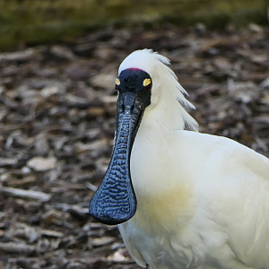 Royal Spoonbill