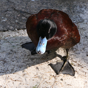 Blue-billed Duck