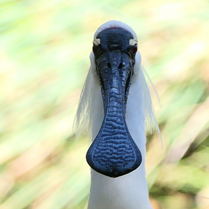 Royal Spoonbill