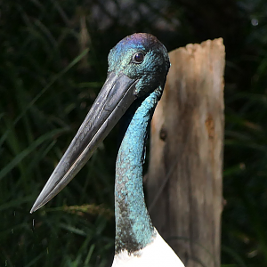 Black-necked Stork