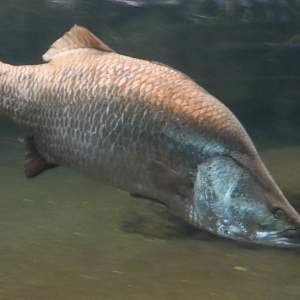 Barramundi
