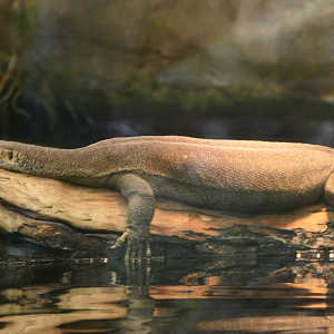 Merten's Water Monitor