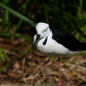 Pied Stilt