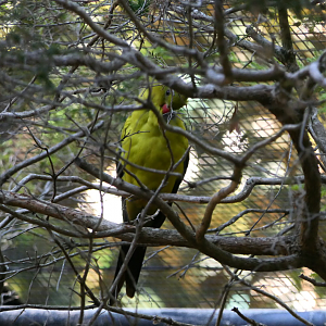 Regent Parrot