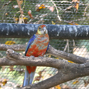 Western Rosella