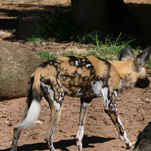African Painted Dog