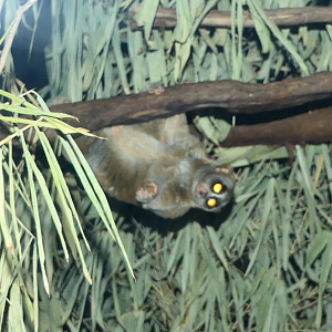 Sunda Slow Loris