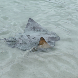 Southern Eagle Ray - Hamelin Bay, WA