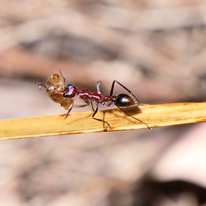 Myrmecia regularis
