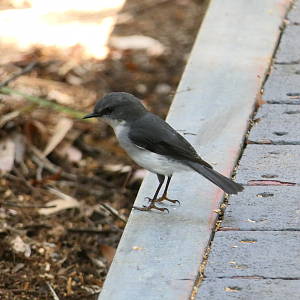 White-breasted Robin