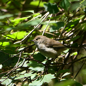 Inland Thornbill