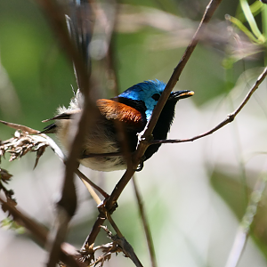 Red-winged Fairywren
