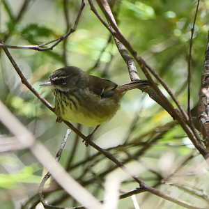 Spotted Scrubwren