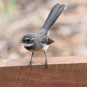 Grey Fantail
