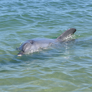 Indo-Pacific Bottlenose Dolphin