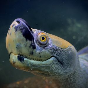 Burmese Roofed Turtle (Batagur trivittata)