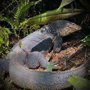 "Big Anthony" / Malayan Water Monitor (Varanus salvator)