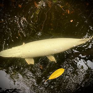 Leucistic Alligator Gar (Atractosteus spatula)