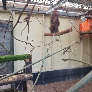 American Barn Owl Enclosure