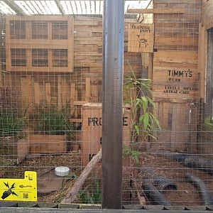 Yellow Mongoose Enclosure