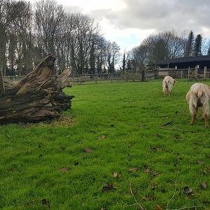 Golden Guernsey Goat Enclosure