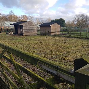 Ouessant Sheep Enclosure