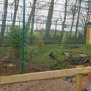 Raccoon Dog Enclosure