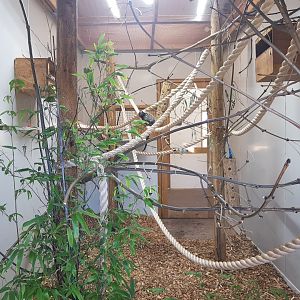 Common Marmoset Indoor Enclosure