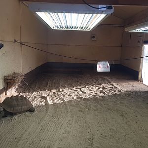 Sulcata Indoor Enclosure