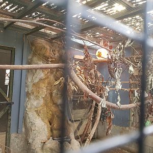 Black-cheeked Lovebird Enclosure