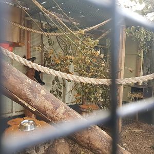 Prevost's Squirrel Enclosure