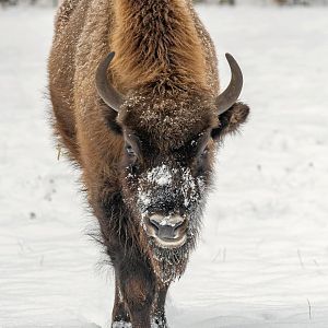 European bison (Bison bonasus)
