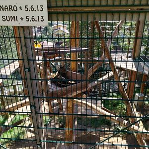 Der Weisser Zoo & Kameltheater Kernhof - Indochinese clouded leopard (Neofelis nebulosa nebulosa)