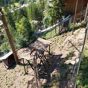 Der Weisser Zoo & Kameltheater Kernhof - Chinese dhole (Cuon alpinus lepturus)