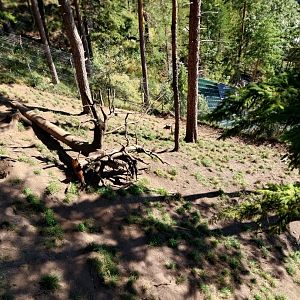 Der Weisser Zoo & Kameltheater Kernhof - Chinese dhole enclosure