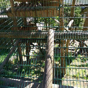 Der Weisser Zoo & Kameltheater Kernhof - North Chinese leopard (Panthera pardus japonensis)