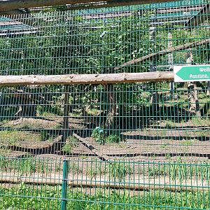 Der Weisser Zoo & Kameltheater Kernhof - North Chinese leopard enclosure