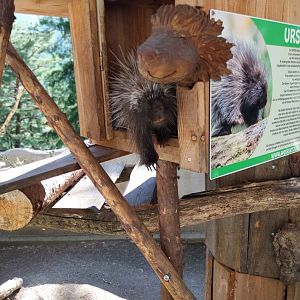 Der Weisser Zoo & Kameltheater Kernhof - North American porcupine (Erethezon dorsatum)