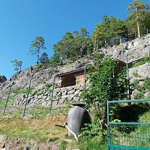 Der Weisser Zoo & Kameltheater Kernhof - Alpine ibex enclosure