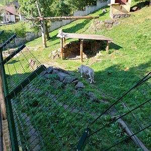 Der Weisser Zoo & Kameltheater Kernhof - Main tiger enclosure