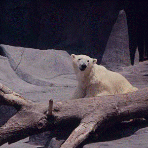 Polar Bear 1976