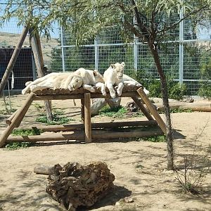 Siblings Marcus, Flora and Fauna