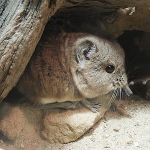 [2022] Round-eared sengi