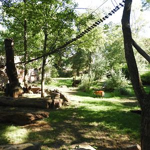 [2022] Maned wolf enclosure