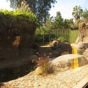 Komodo Dragon Exhibit