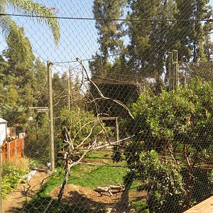 Rhinoceros Hornbill Exhibit