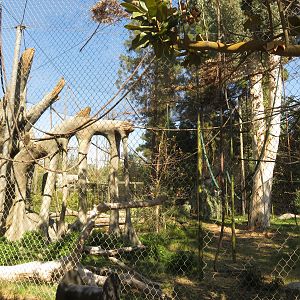 Orangutan/Siamang Exhibit