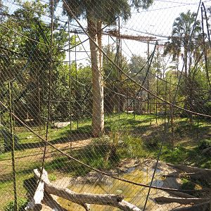 Orangutan/Siamang Exhibit