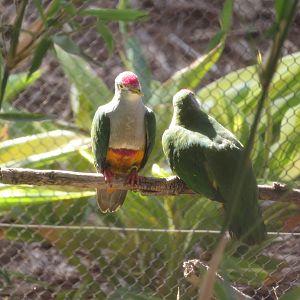 Beautiful Fruit Doves