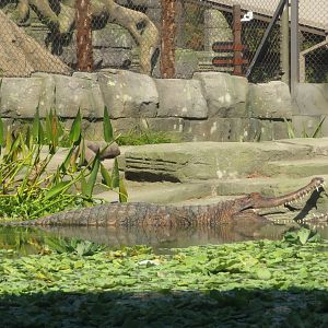 Sunda Gharial (Tomistoma)
